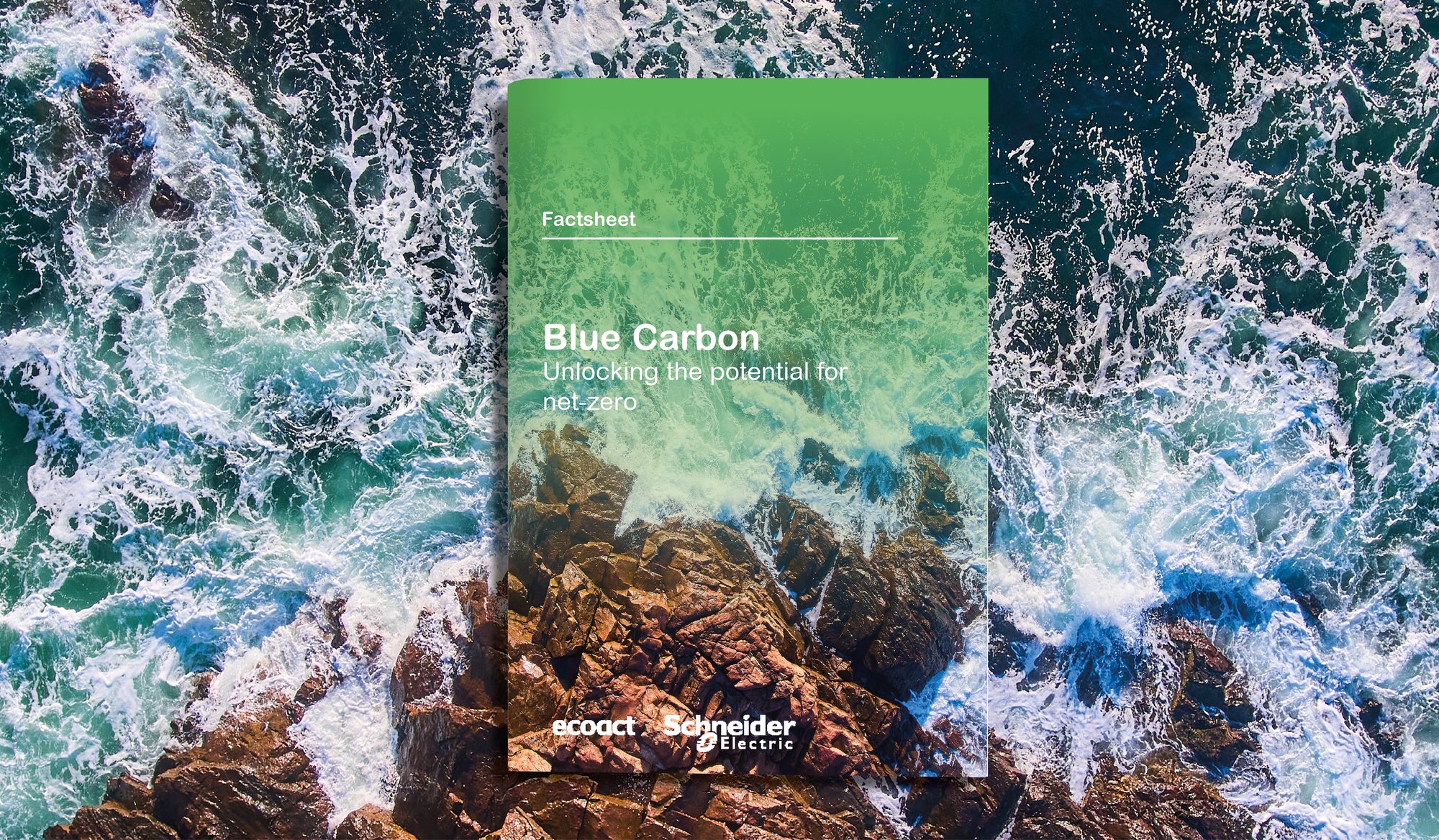 Blue Carbon - Factsheet Mock Ups bg