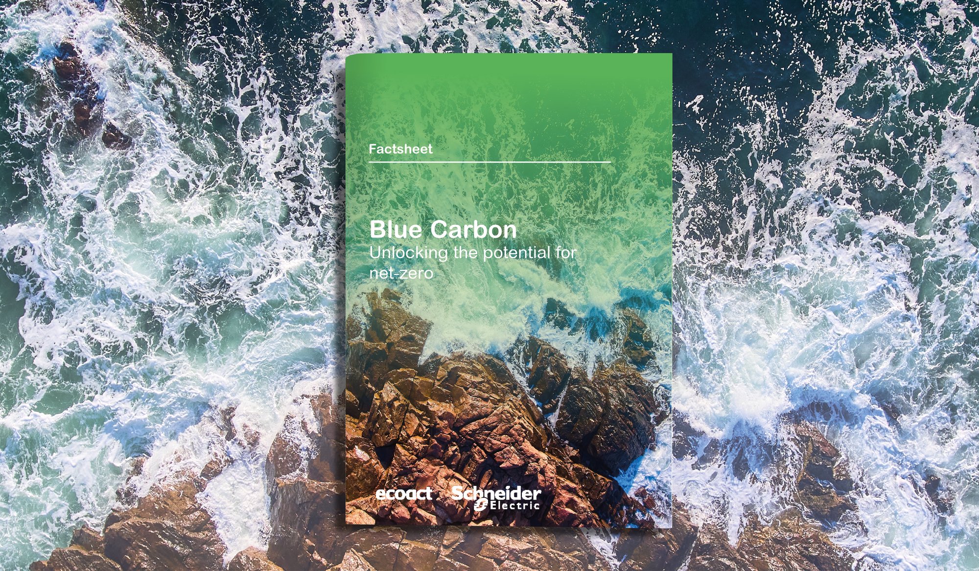 Blue Carbon Factsheet
