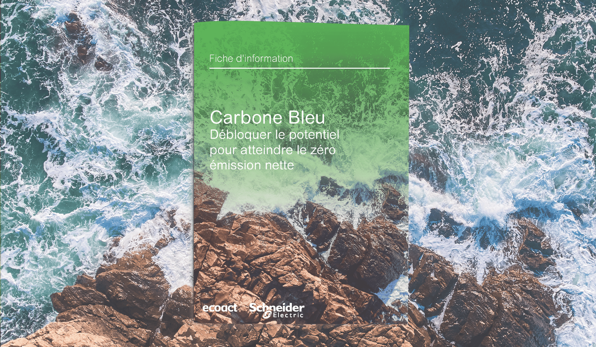 Blue Carbon Factsheet 2025 Thumbnail